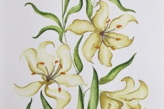 Asiatic_Lily_Electric_Yellow_watercolor_painting_sign_by_Jurita_Kalite_1